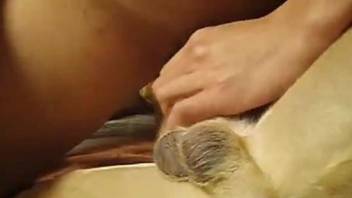 Brown dog enjoying this guy's meaty cock on camera