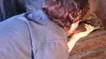Plump elderly bestiality enthusiast performs oral sex on a huge ebony stallion