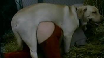 Trained doggy penetrates mistress in special cowboy pants