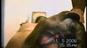 Ebony canine sodomizes a nasty bestiality enthusiast from behind in doggy position