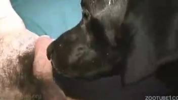 Adorable dark-colored canine vigorously pounded in the missionary position