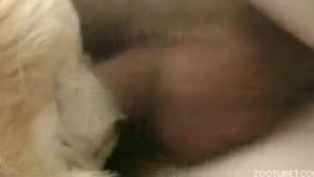 Sophisticated young canine getting pounded anally in missionary position