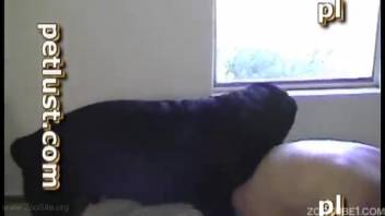 Guy reclines beneath his canine and lovingly performs oral sex on its penis