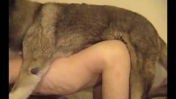Intense banging encounter involving a canine and a fit male