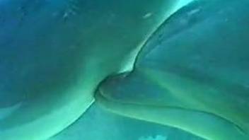 Watch how two sexy dolphins have amazing sex in the ocean