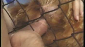 Canine, poultry, and equine assist perverted animal lovers in fulfilling their taboo desires