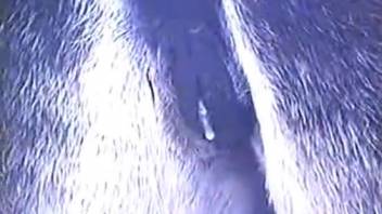 Guy ejaculates inside the pussy of his submissive plaything