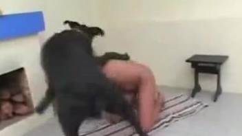 Raven-haired chick and big black doggy are enjoying nasty sex