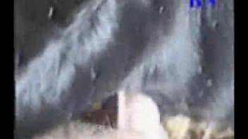 Persistent guy with a massive dick pounding a dark animal