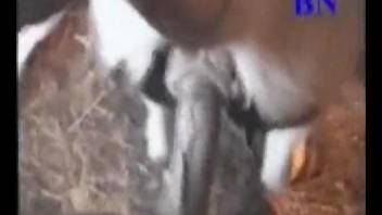 Guy tapes himself when deep fucking a goat in her tight pussy