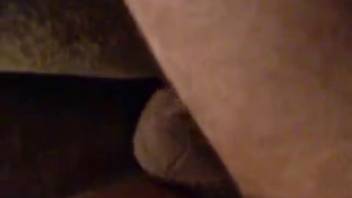 Guy into animals shoves his erect dick into a narrow dog's orifice