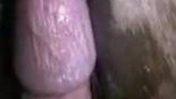 Extreme close-up penetration showcased in a hot bestiality video