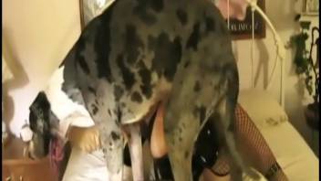 Massive Great Dane dog and lady in provocative underwear enjoy time in the bedroom