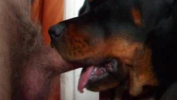 Canine tongues master's penis till semen spurts forth