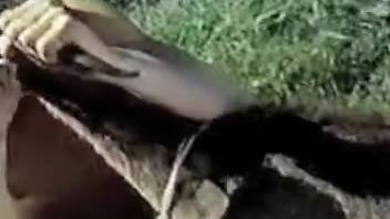 Vintage outdoor group sex featuring exciting animal involvement action