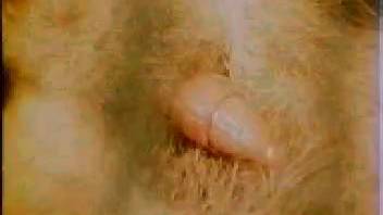 Erotic and intense authentic tiger mating encounter