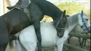 Sex with man is good but horse's cock is bigger and stronger