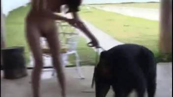 Bronzed Latin babe deepthroating a canine's steamy dick