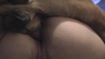 Exclusive anal sex on tape with the dog for a home alone wife