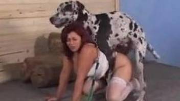 Two stockings-clad babes get fucked by the same dog