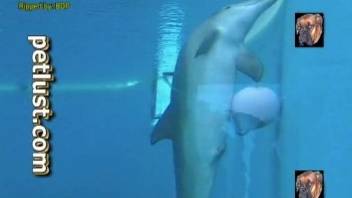 Dirty dolphin showing off its genitalia on camera