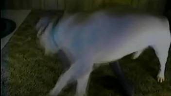 Big playful dog stuffs owner's wet pussy with his fat joystick