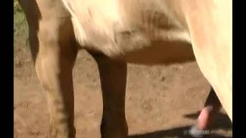 Stunning blonde Latina performs deep throat on a steamy horse dick
