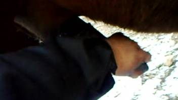 Depressed-appearing horse receives a delightful outdoor handjob