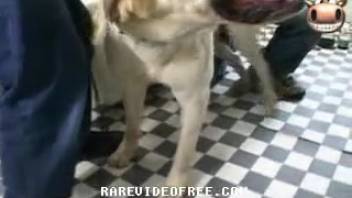 Bushy snatch Asian slut gets screwed by a puppy