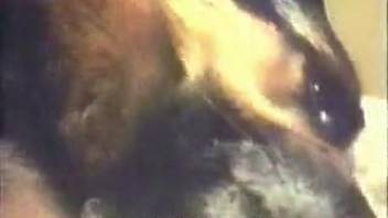 Vintage footage of aroused women engaging in a trio with a canine