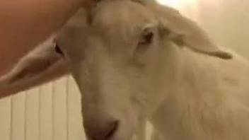 Bestiality guy holds goat's hind legs to drill it from behind