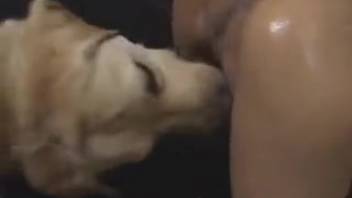 Japanese adult videos showcasing aroused female students and well-endowed canines