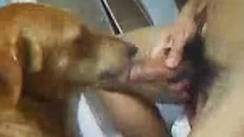 Dog licks master's dick then endures his dirty sex play