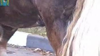 Huge horse's dick makes the zoo lover to drool