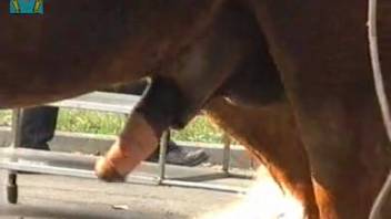 Massive horse cock causes the animal fanatic to salivate