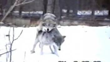 Wolves fucking each other's brains out while outdoors