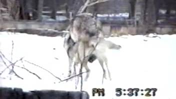 Pair of feral wolves savoring intense outdoor banging