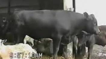 Voyeur bestiality video focusing on a big-dicked bull