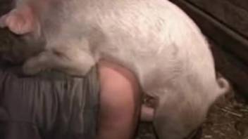 Swine with a rigid cock screwing a plump bestiality enthusiast