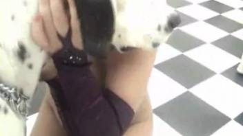 Hot spouse appears on webcam while having sex with the dog