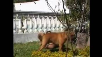 Back yard dog porn for the slutty housewife on fire
