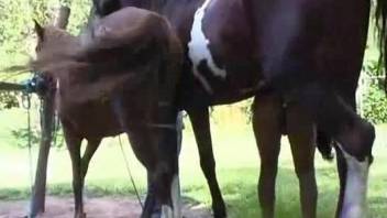 Dude with a shapely booty gets gaped by a stallion