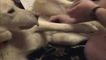 Hot chick with a snug pussy mounting a canine's rigid dick