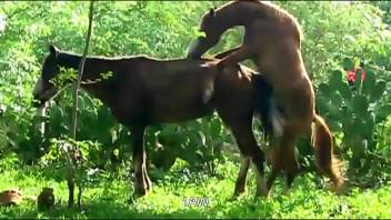 Hot mares relishing doggy-style banging in the great outdoors