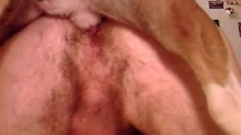 Human bottom with a hairy asshole fucks a kinky dog