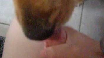 Guy masturbates his penis and has his dog lick it