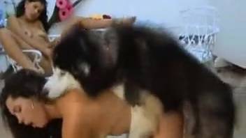Sexy animal-loving chicks employ dogs for their personal erotic fulfillment