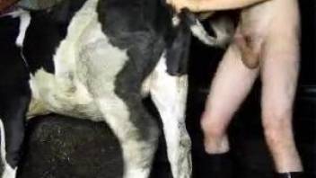 Cow pussy getting fucked by a big-dicked farmer