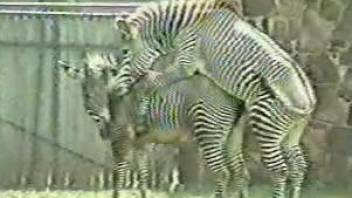 Horny zebras fucking each other in an outdoor scene