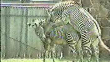Pair of zebras savoring intense outdoor copulation
